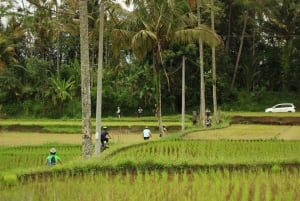 Ubud: Downhill Jungle & Rice Terrace Cycling Tour with Meals