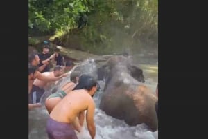 Bali: Elephant Mud Fun Activity