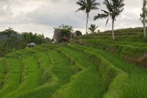 Bali Escapade: Waterfall Wonders and Rice Terrace Trek