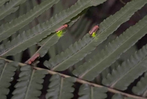 Bali Evening Escape: Rice Terraces & Dinner by Fireflies