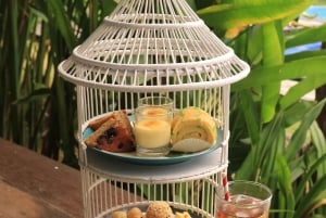 Bali: 'Explorador' encontra golfinhos com chá da tarde