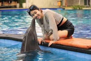 Bali: 'Explorador' encontra golfinhos com chá da tarde