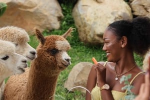 Bali: Farm House Experience with Entry Ticket & Options