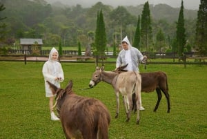Bali: Farm House Experience with Entry Ticket & Options