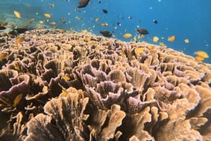 Bali: Ferry Transfer to Gili Trawangan, Gili Air, Lombok