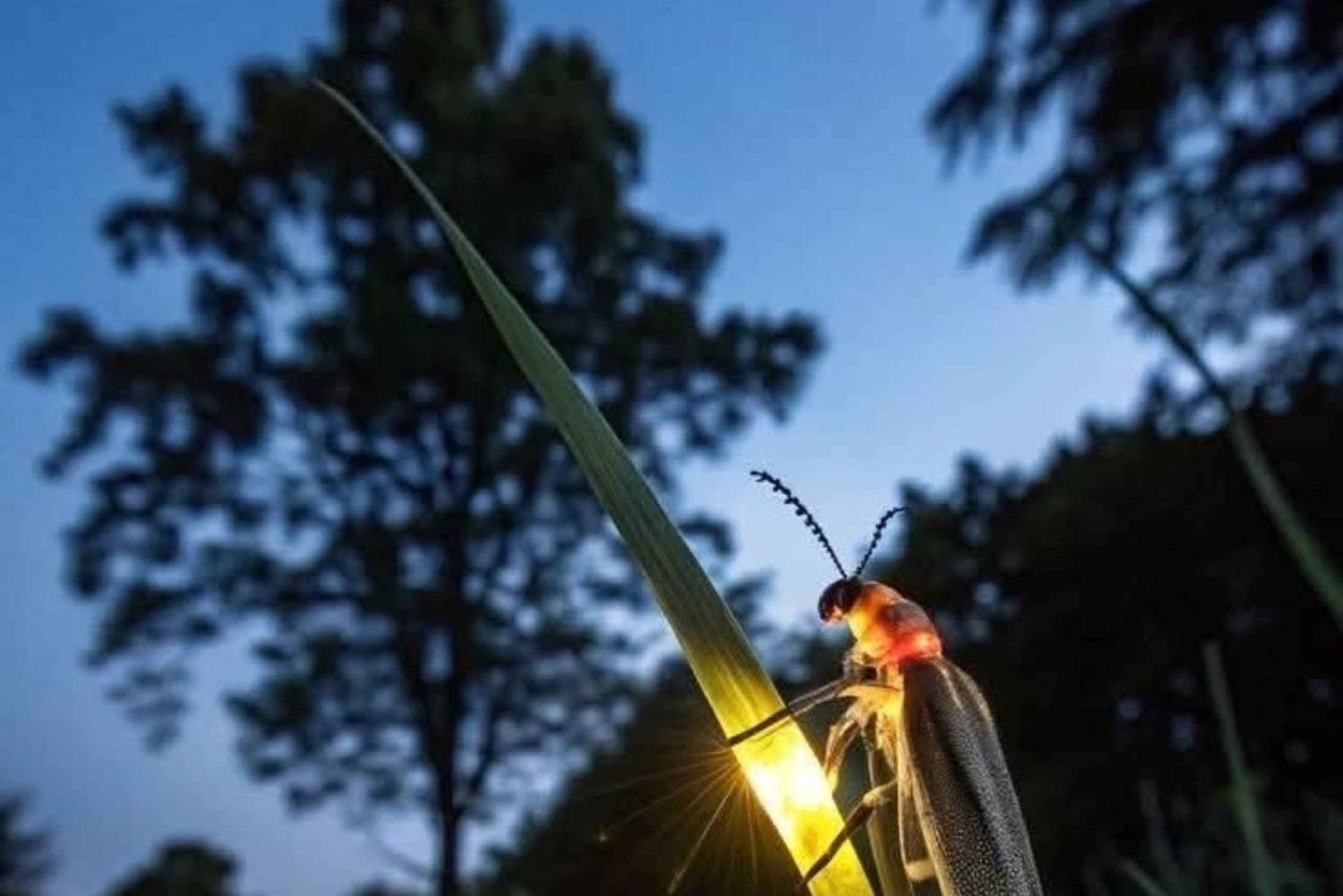 Bali: Fireflies Night, Temple, Waterfall & Rice Terrace