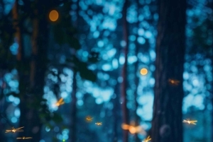 Bali: Fireflies Night, Temple, Waterfall & Rice Terrace