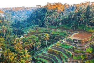Bali: Fireflies Night, Temple, Waterfall & Rice Terrace