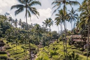 Bali: Taron kylän yökierros ja Ubudin vaihtoehdot