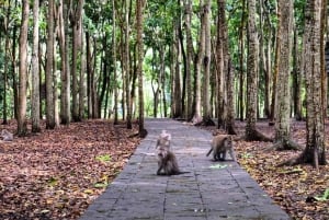 Bali: alquiler de coche privado flexible desde Ubud con conductor