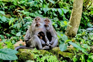Bali: alquiler de coche privado flexible desde Ubud con conductor