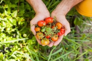 Bali: Full-Day Eat Pray Love Tour with Rice Terraces & Yoga