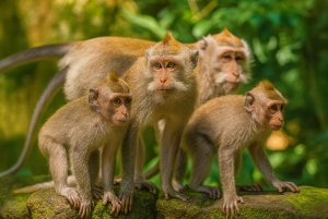 Bali : excursion d'une journée à Sangeh, Abian Desa, Sebatu et Umah Kuno