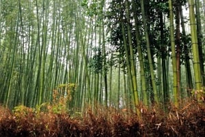 tour di 1 giorno a Penglipuran e alla foresta di bambù