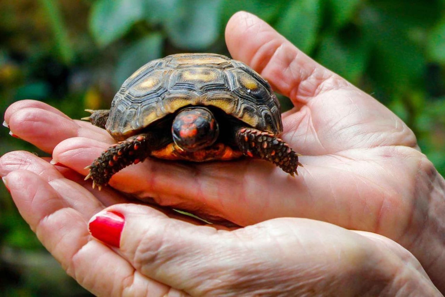 Бали: экскурсия на лодке со стеклянным дном и заповедник черепах