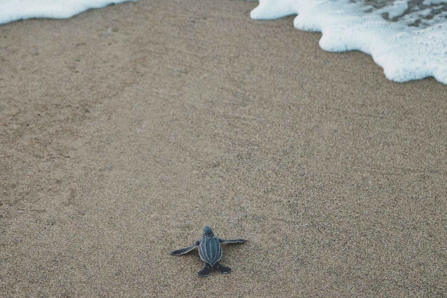 Бали: экскурсия на лодке со стеклянным дном и заповедник черепах