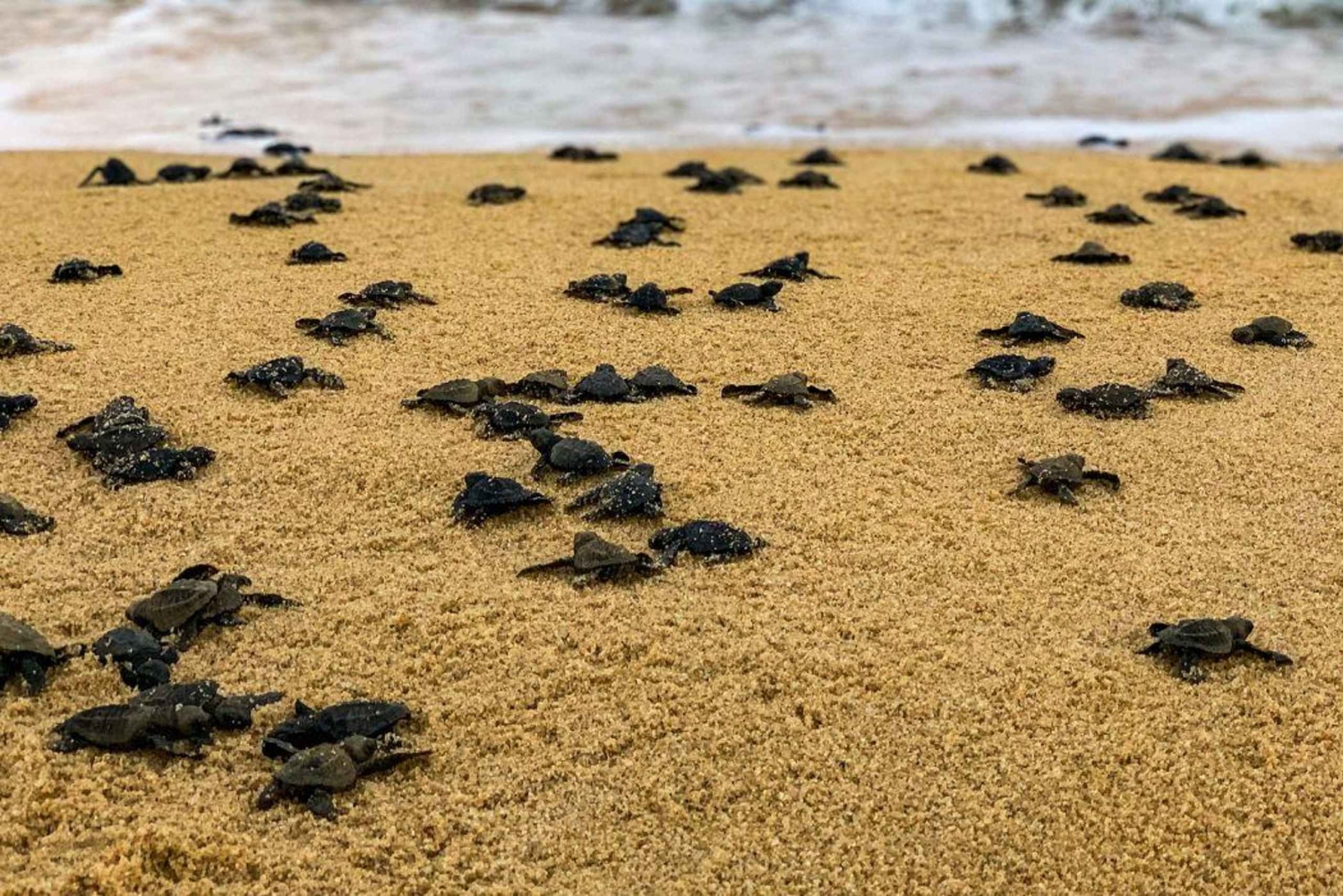 Бали: экскурсия на лодке со стеклянным дном и заповедник черепах
