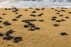 Бали: экскурсия на лодке со стеклянным дном и заповедник черепах