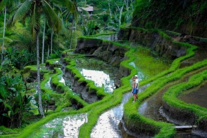 Bali: Goa Gajah, Tegenungan Waterfall & Neka Museum Day Tour