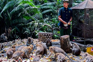 Bali: Graceful Art, Sacred Forest, Serenity and Lotus Bloom