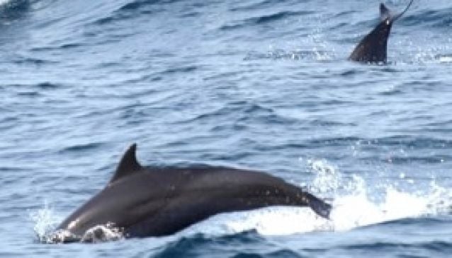 Bali Hai Dolphin Cruise