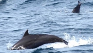 Bali Hai Dolphin Cruise