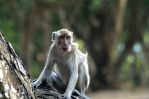 Patrimônio de Bali: Taman Ayun, macacos e pôr do sol em Tanah Lot