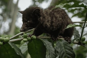 Bali: Hidden And New Secret Waterfalls All Including