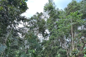 Bali: Hidden Waterfall Walk, Melukat Ritual & Local Family