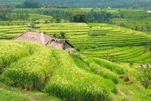 Bali: op maat gemaakte privétour van een hele dag met hoogtepunten