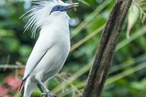 Bali: op maat gemaakte privétour van een hele dag met hoogtepunten