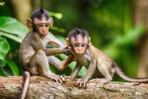 Bali: tour privato personalizzato di un giorno intero