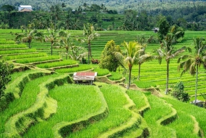 Bali: Höjdpunkter i norra Bali – heldagstur med hotelltransfer