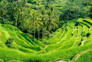 Bali: Höjdpunkter i norra Bali – heldagstur med hotelltransfer