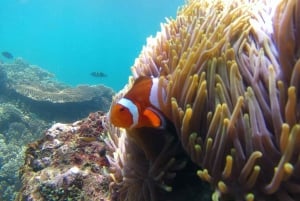 Błękitna Laguna i Tanjung Jepun Snorkeling Tour