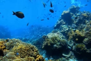 Błękitna Laguna i Tanjung Jepun Snorkeling Tour