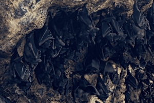 Bali: murais históricos, jardim das fadas e visita ao templo da gruta dos morcegos