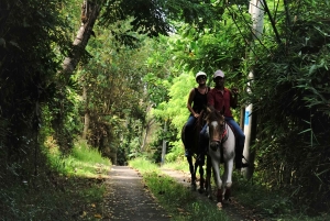 Bali: Horse Riding on Pigstone Beach and in the Rice Fields