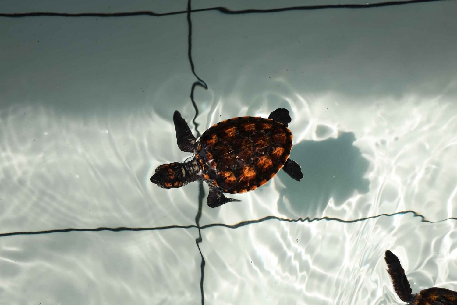 Bali: Horse Riding & Turtle Release Experience at Saba Beach