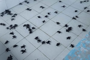 Bali: Horse Riding & Turtle Release Experience at Saba Beach