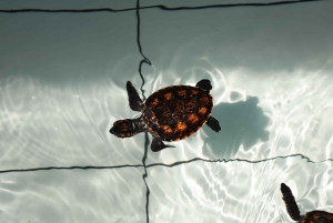 Bali: Horse Riding & Turtle Release Experience at Saba Beach