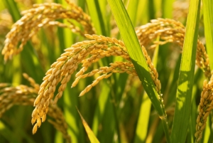 Bali en equilibrio: tradición, sabiduría de los templos y aventura en la selva