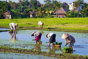 Bali en equilibrio: tradición, sabiduría de los templos y aventura en la selva