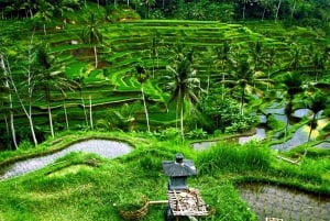 Bali Instagenic Tour