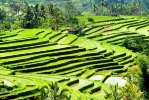 Bali: Terrazza di riso di Jatiluwih e tour del patrimonio dell'UNESCO