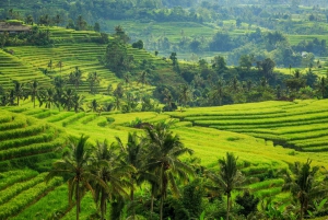 Bali: Jatiluwih Rice Terraces 1-Hour Electric Bike Tour