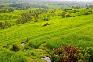 Bali: Jatiluwih Rice Terraces 1 tunnin sähköpyöräretki.