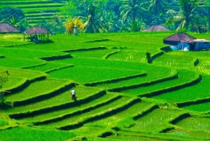Bali: terrazze di riso di Jatiluwih, foresta di Sangeh e tour del caffè