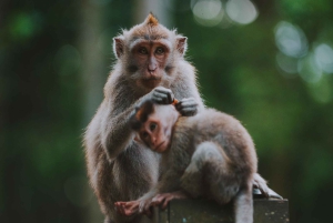 Bali: terrazze di riso di Jatiluwih, foresta di Sangeh e tour del caffè