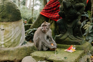 Bali: terrazze di riso di Jatiluwih, foresta di Sangeh e tour del caffè